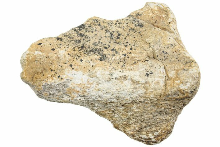 Fossil Dinosaur Bone Section - Wyoming #233818